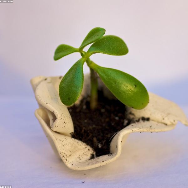 Chậu cây gốm xanh