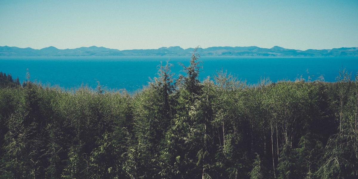 Rừng đỗ quyên trên đỉnh Pu Ta Leng