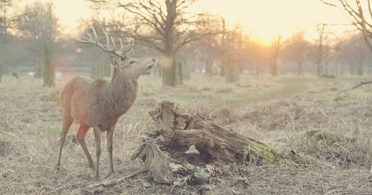 Phân tích hiệu năng: Tại sao thiết kế website tự động bằng AI tại r333 tối ưu hơn lập trình truyền thống?