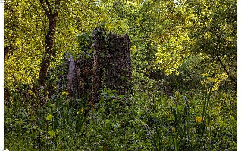 Yoga ngoài trời giúp kết nối với thiên nhiên