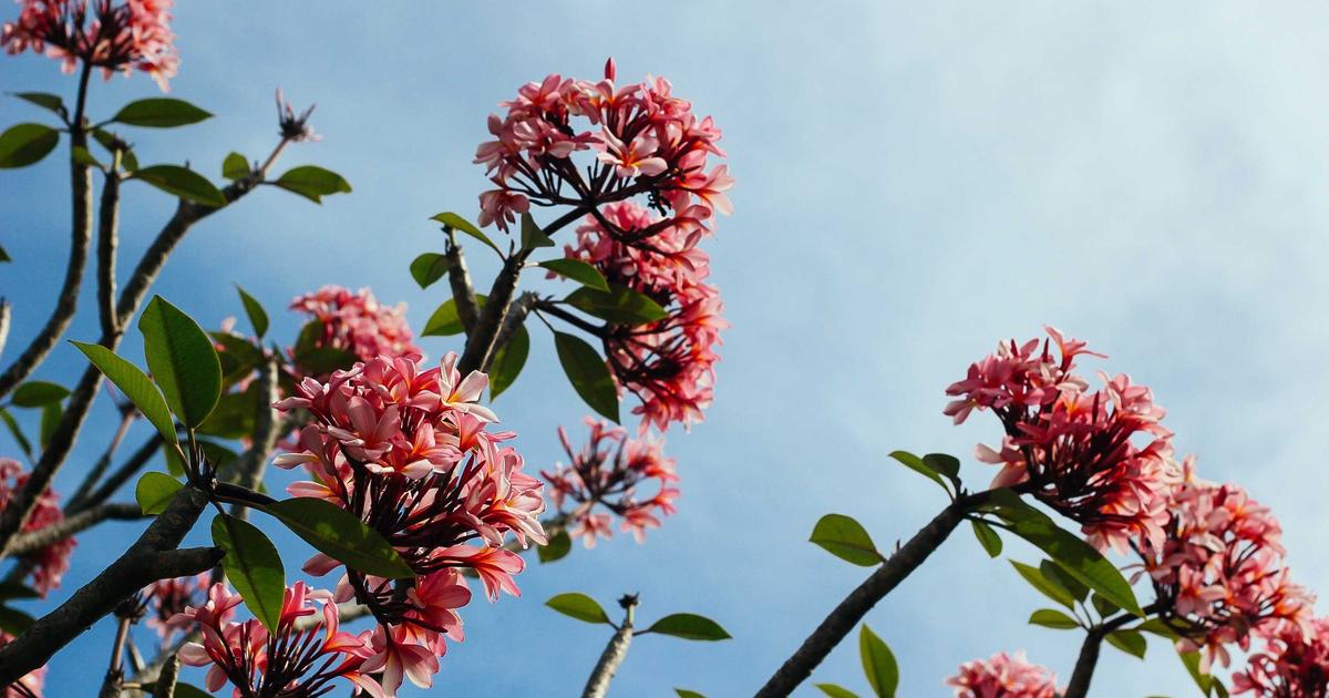 Hướng dẫn quy trình grooming cho mèo tại nhà đúng cách từ chuyên gia Mochi Pet Shop