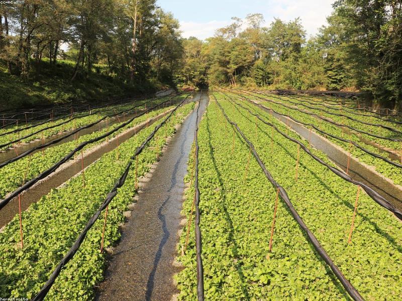 Nông trại rau củ