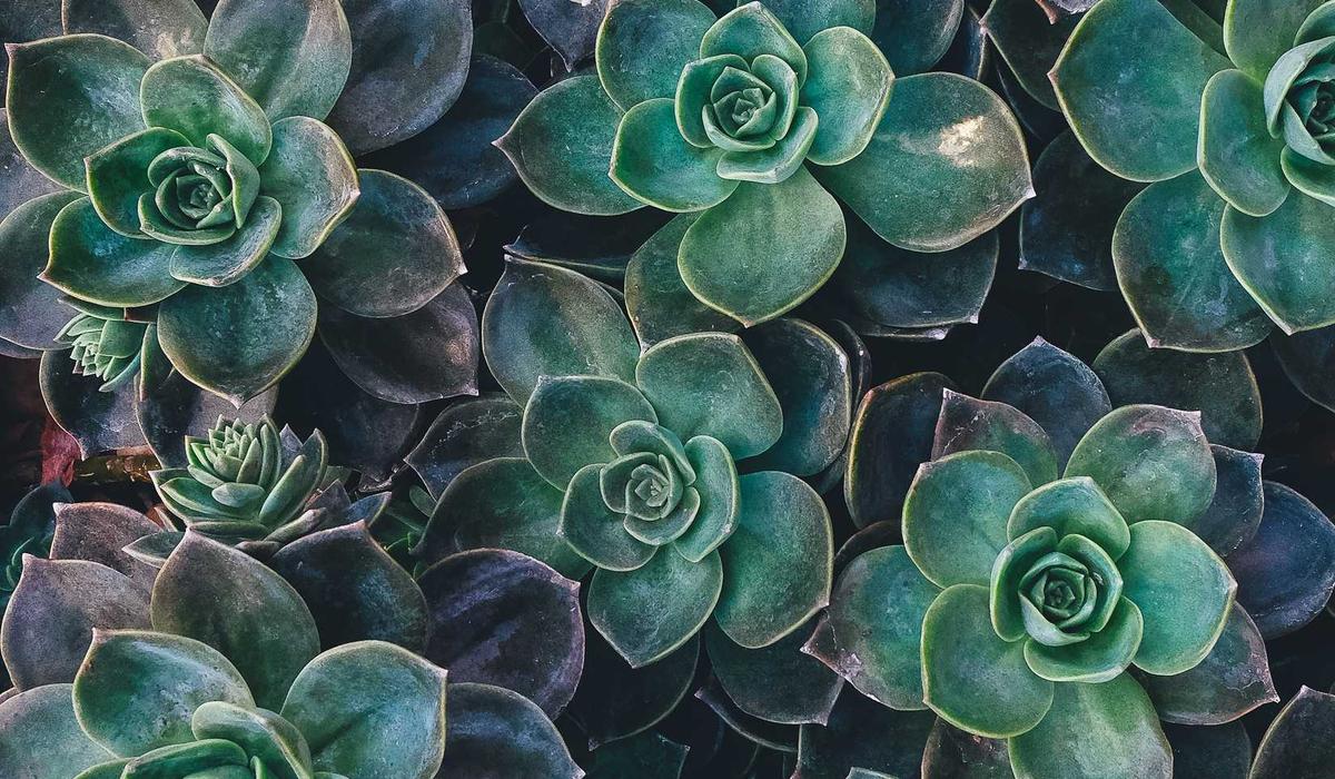 Microphone condenser 2026 thu âm trong không gian eco-friendly