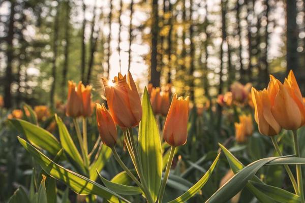 Thử mật ong với nước