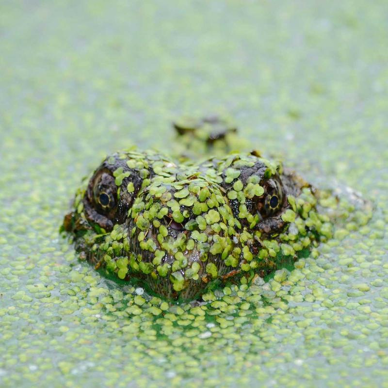 Tháp cây cào móng cách nuôi mèo 2026 hiện đại