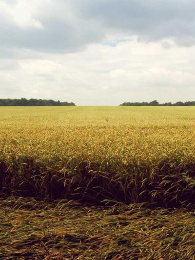 Áo sơ mi lụa 2026