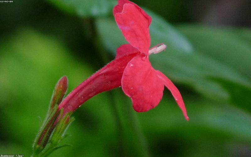 Phối trộn thảo dược