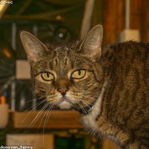 Mèo Hoàng Thượng