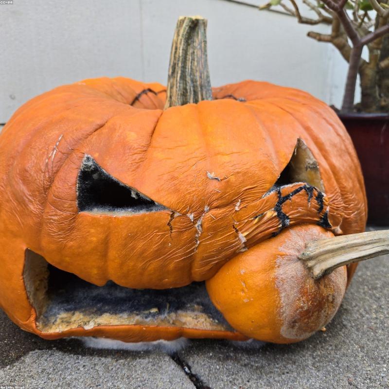 Khuôn Bánh Silicone Hình Trái Tim