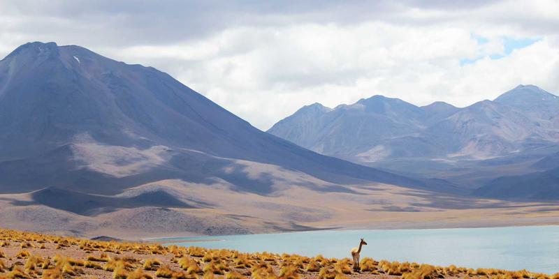 Neural Network Monitoring