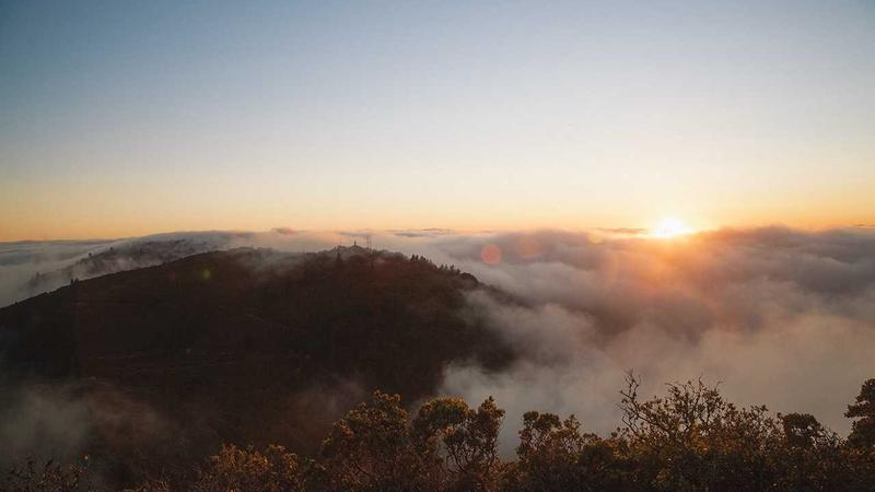 Botanical Ingredients Analysis