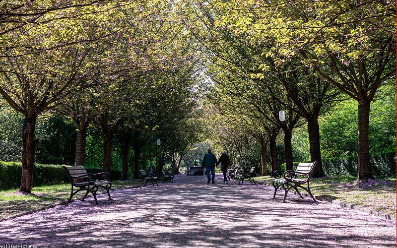 Nguyên liệu trà thảo mộc tự nhiên