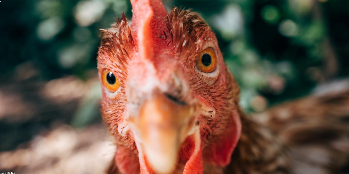 Trang trại hữu cơ GreenLeaf