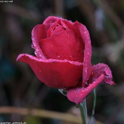Nike Dunk Low Rose Whisper