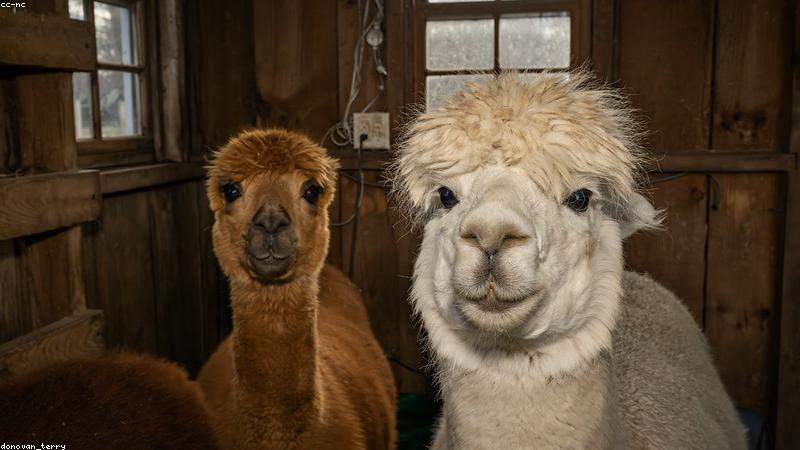 Cánh đồng nông nghiệp sạch bền vững