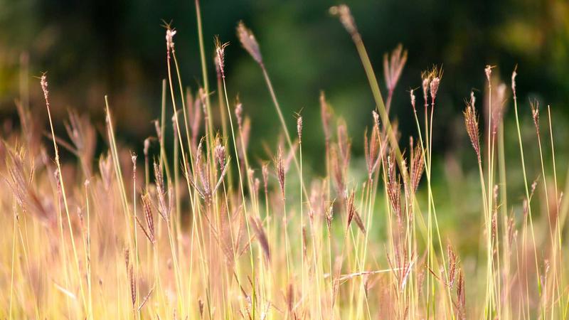 Ingredients and Color swatches