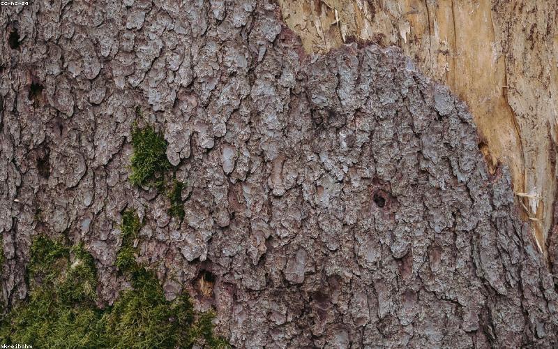 Nhiếp ảnh tối giản thiên nhiên