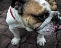 Màn hình phân tích AI