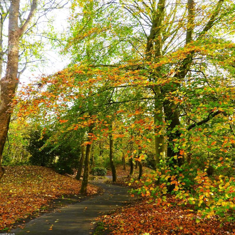 Hồng Trà Shan Tuyết Cổ Thụ Hà Giang