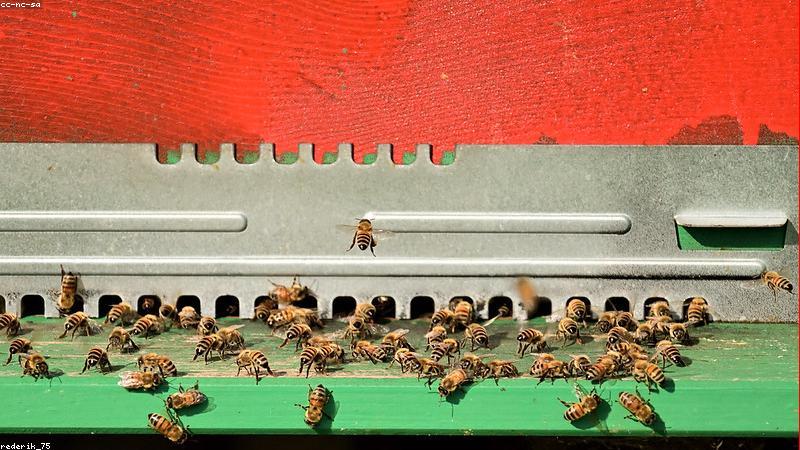 Tổ ong rừng tự nhiên