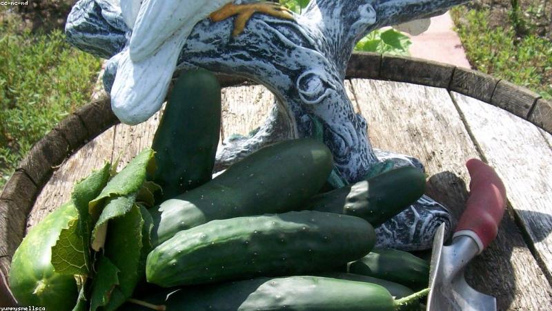 Bảo quản trà thảo mộc khô