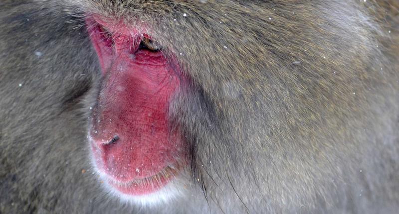 Chuyển đổi số và AI CEO Việt Nam