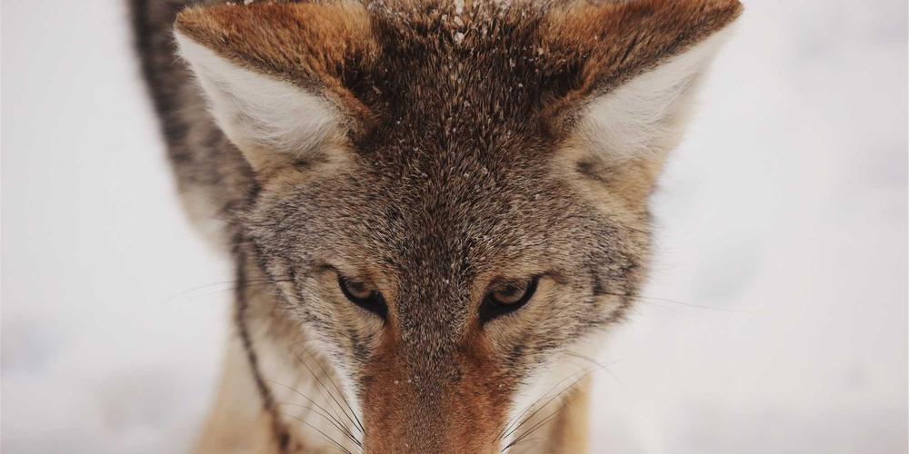 Bình yên nội tại