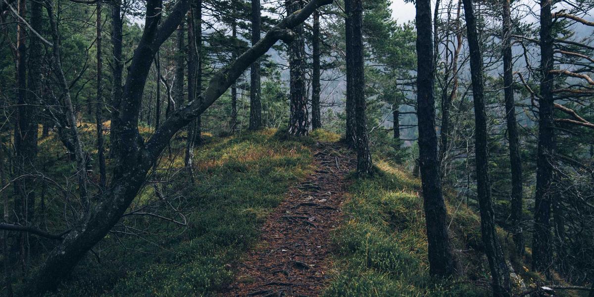 Thám hiểm rừng già 2026