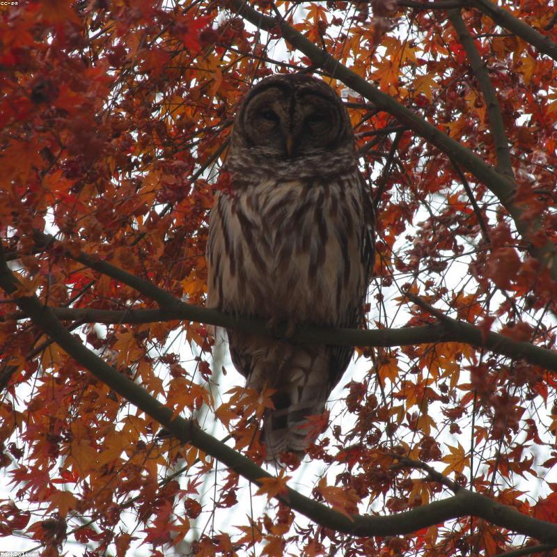 ASUS ROG Strix GeForce RTX 4070 Ti OC Edition