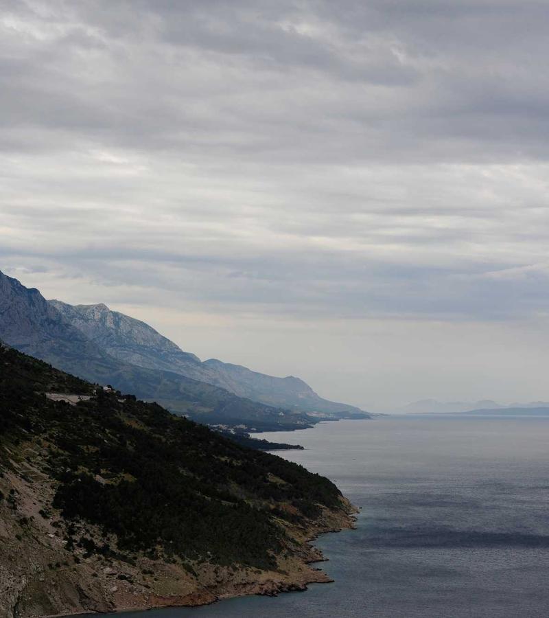 Pate cá ngừ tạo hình cho mèo