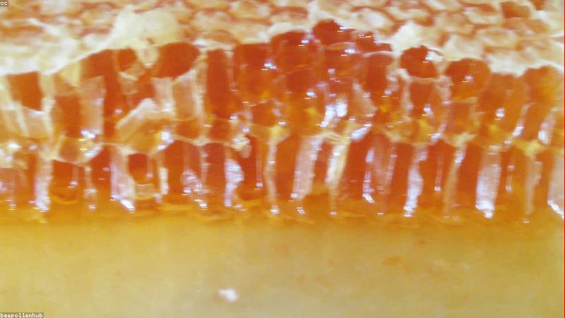 Màu sắc đặc trưng của mật ong rừng